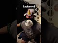 This is what #freewill looks like. #unicorn #luchador #luchacorn #furry #halloween #furries #cosplay