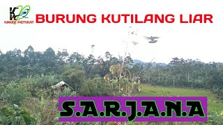 Pikat Kutilang Suara Tajam