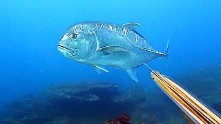 BERBURU MONSTER DI SARANG IKAN GT !! - Spearfishing Fish Hunt Indonesia screenshot 2