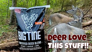 Big Tine fortified deer blend  Amazing Results  Deer Love this stuff #deerhunting #deerattractant