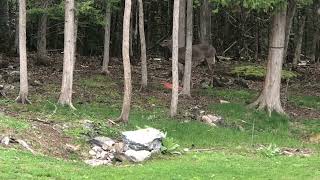 Deer out having fun on Mother’s Day