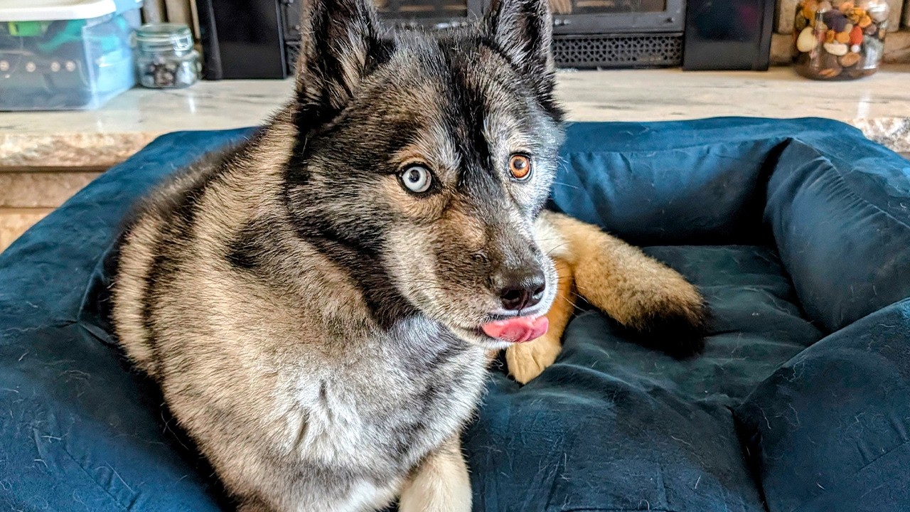 This Dog is SO Happy To Have her Bed Back! - YouTube