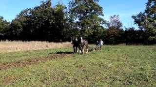 Horse Ploughing