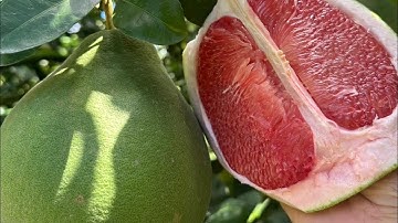 Cây giống bưởi ruby chuẩn giống | vườn tại bình Tân Vĩnh Long 0919705120