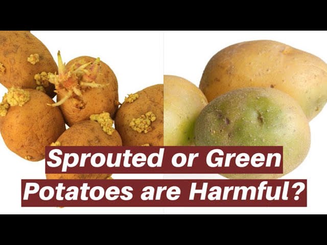 Is it safe to eat green or sprouted potatoes? 