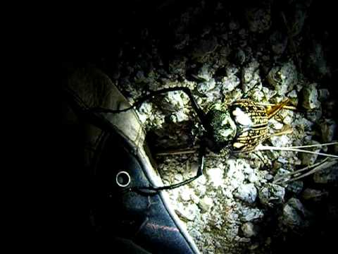 衝撃！！]テナガコガネ♂ 4月13日ライトトラップその10 - YouTube