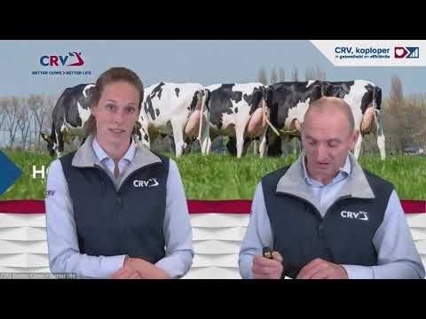 Video: Holstein Paardenras Hypoallergeen, Gezondheid En Levensduur