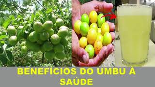 #UMBÚ 10 Benefícios da Fruta Umbú ou #imbú para Saúde e bem estar