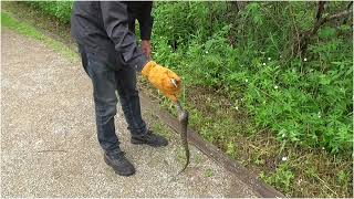 Snakes!!!