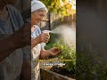 Обработка крыжовника от мучнистой росы золой #крыжовник #сад #огород