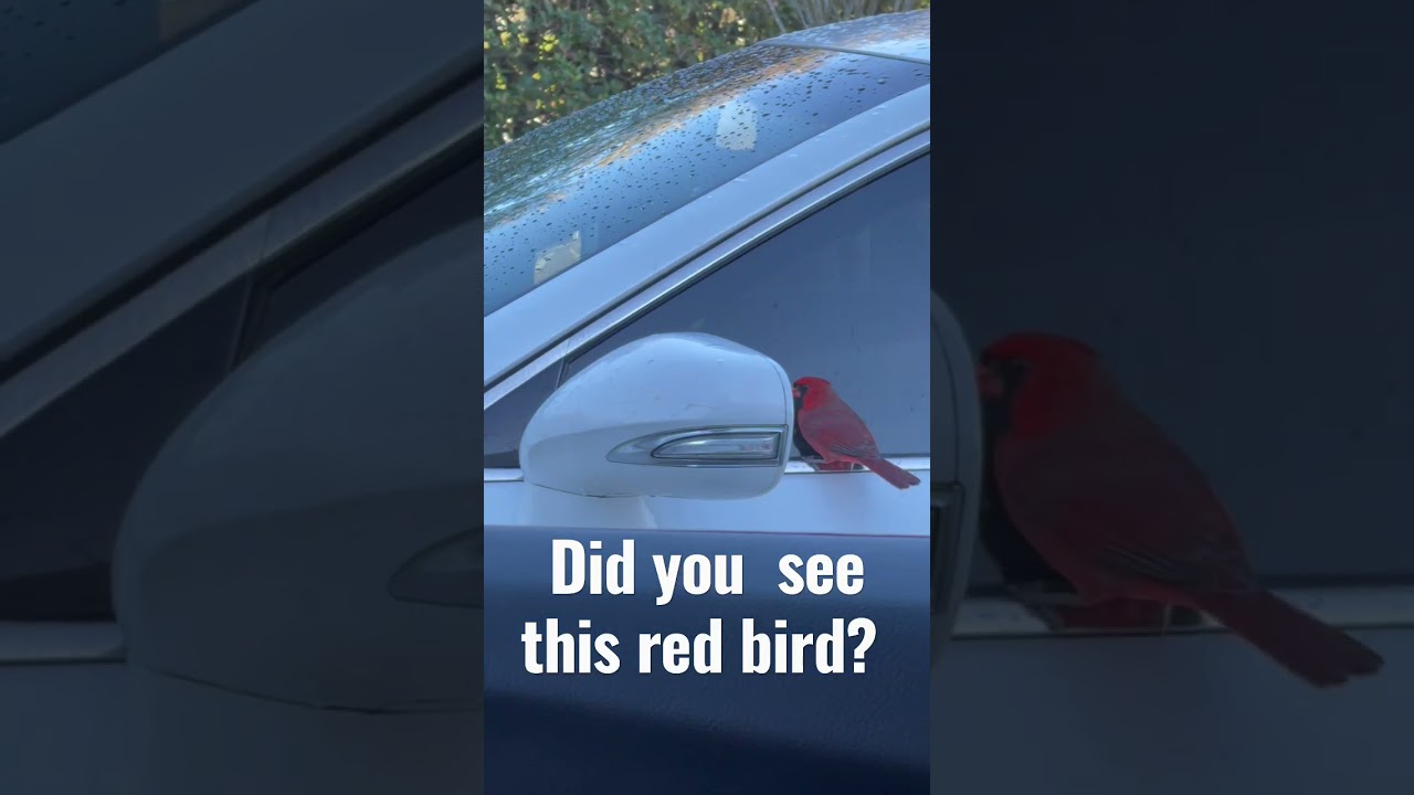 Did you see this red bird? 