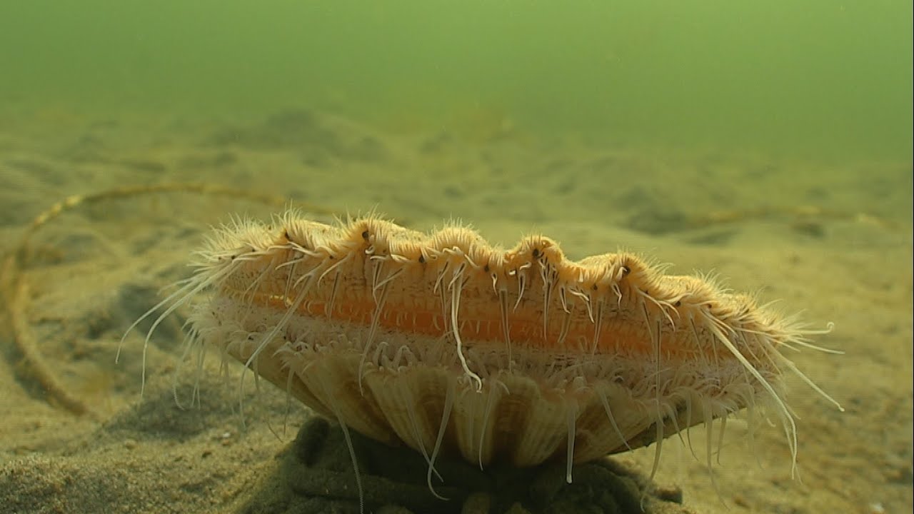 Must See: Cute Clam / Sea Scallop Swimming / Jumping Underwater. Морской Гребешок. Almeja あさり 多头