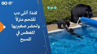 كندا: أنثى دب تقتحم منزلاً وتحضر صغيريها للغطس في المسبح