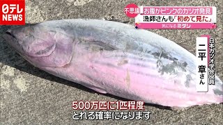 漁師も“初めて見た“「ピンク色」のカツオ捕獲…いったいなぜ？（2020年12月9日放送「news every.」より）