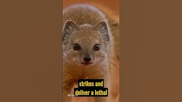 Mongoose Mania: Mind-Blowing Facts You Never Knew