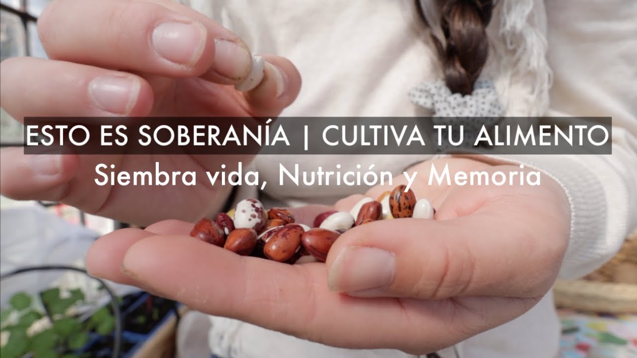 💪🌱 ESTO ES SOBERANÍA! Encontrar semillas Tradicionales con Memoria 🌱❤️ #SoberaníaAlimentaria #Huerto