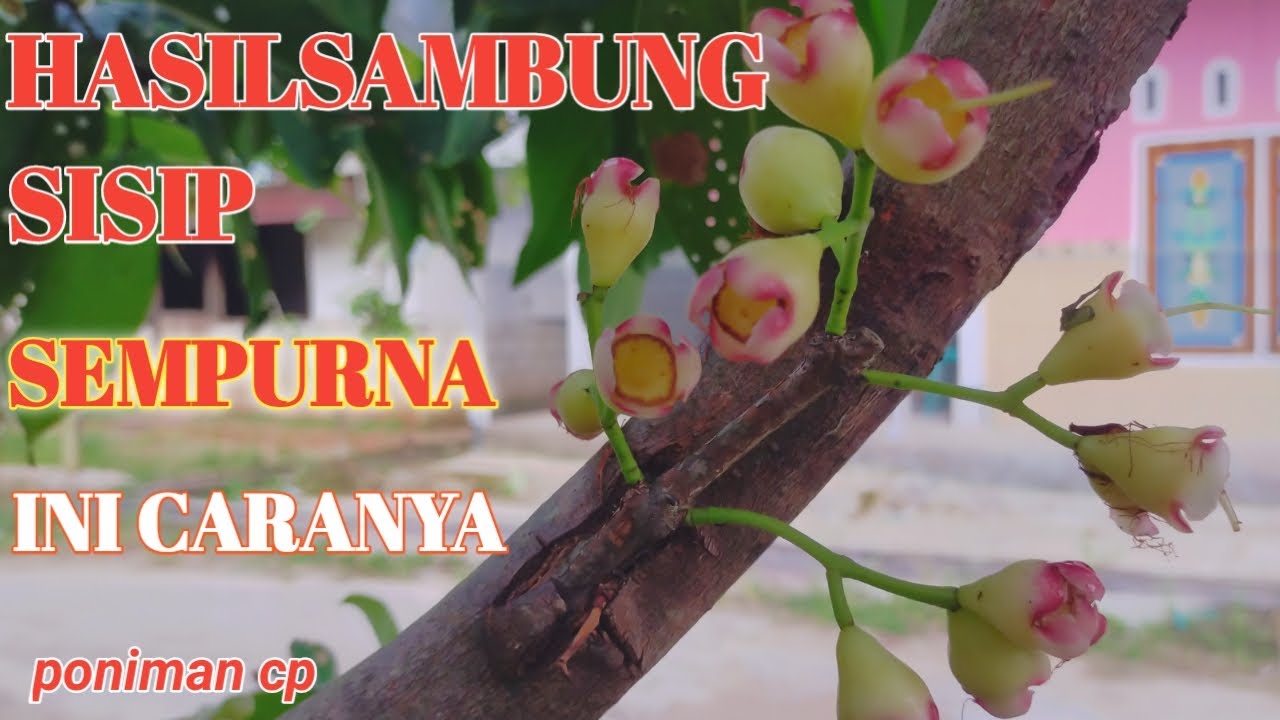 cara sambung sisip jambu air