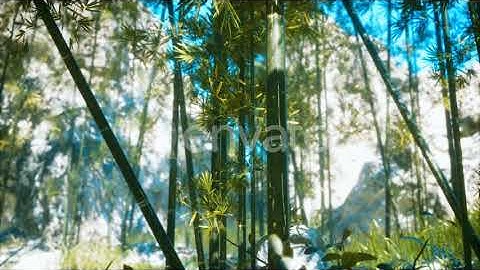 Asian Bamboo Forest with Sunlight | Motion Graphics - Envato elements