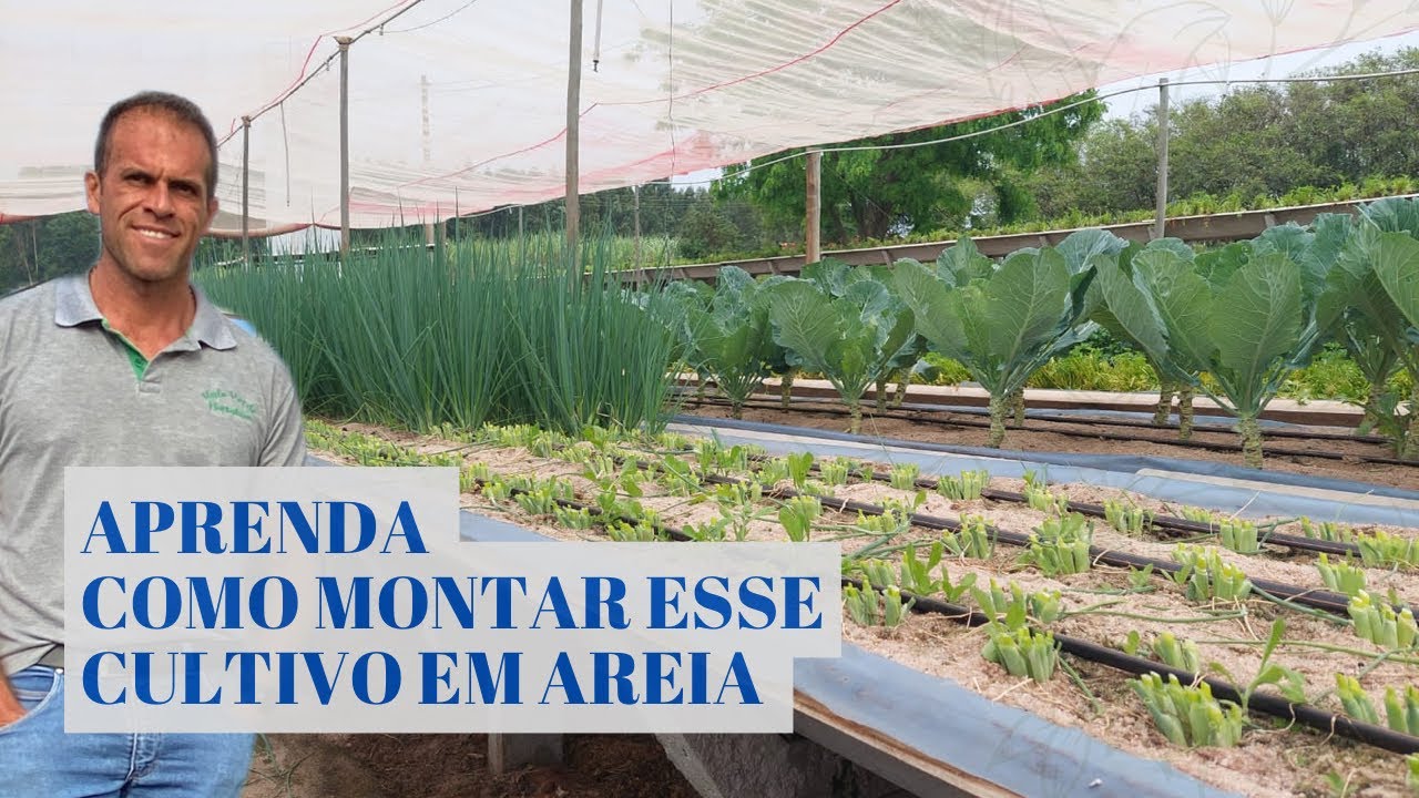 6 passos de como montar esse cultivo em areia 👇