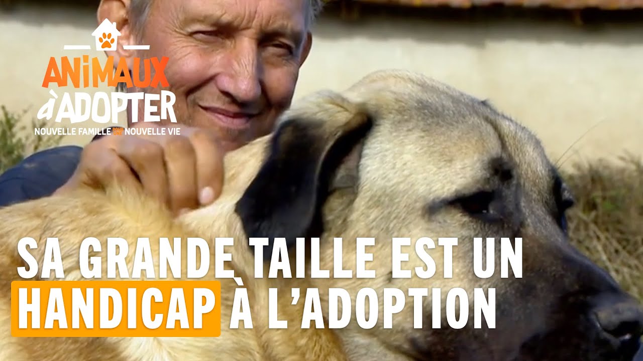 Sa grande taille est un handicap à son adoption - Animaux à adopter