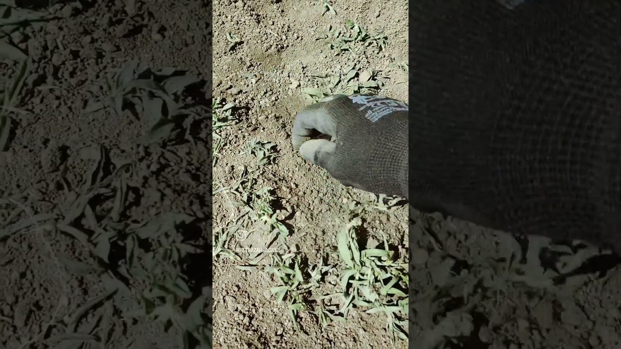 Jak jsem zbavila záhon plevele za 5 minut