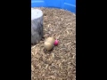 A armadillo playing with a ball.