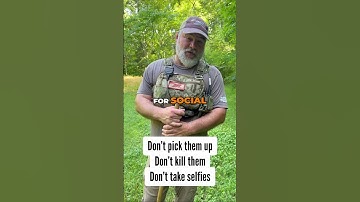Snake Safety 101: What To Do When You See a Rattlesnake #shorts