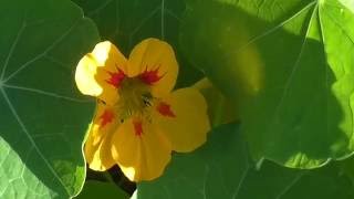 Настурции огненный куст. Nasturtiums burning Bush. Настурции огненный куст. Nasturtiums burning Bush.