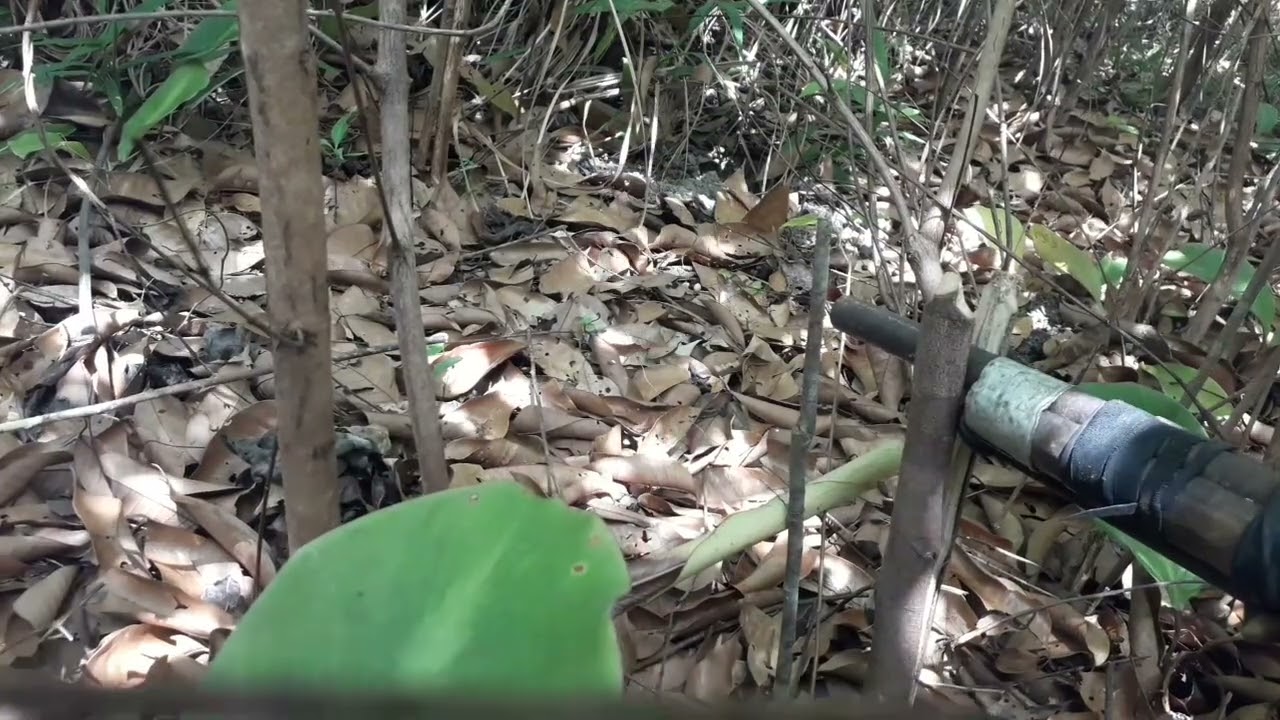 Armando buffet para tatu👍👏🤙