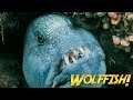 Wolffish & Wolf Eels | JONATHAN BIRD'S BLUE WORLD