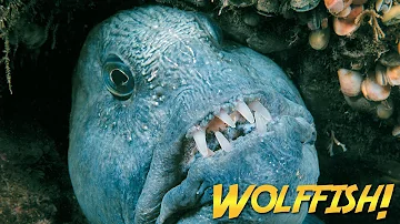 Wolffish & Wolf Eels | JONATHAN BIRD'S BLUE WORLD