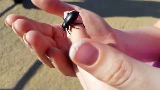 Clown Beetle Buddy