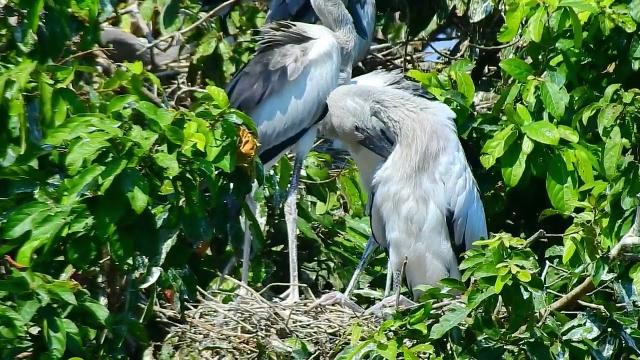 the crane family  life#birds #nest#nest #animals 