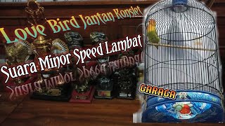 LOVE BIRD JANTAN KONSLET MANGAP || SUARA MINOR SPEED LAMBAT || GARAGA !!