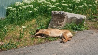 Desperate Stray Dog by the Roadside Crying from hunger