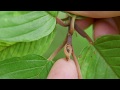 Cascara  rhamnus purshiana identification and characteristics