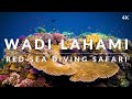 This is wadi lahami fury shoals 4k  red sea diving safari