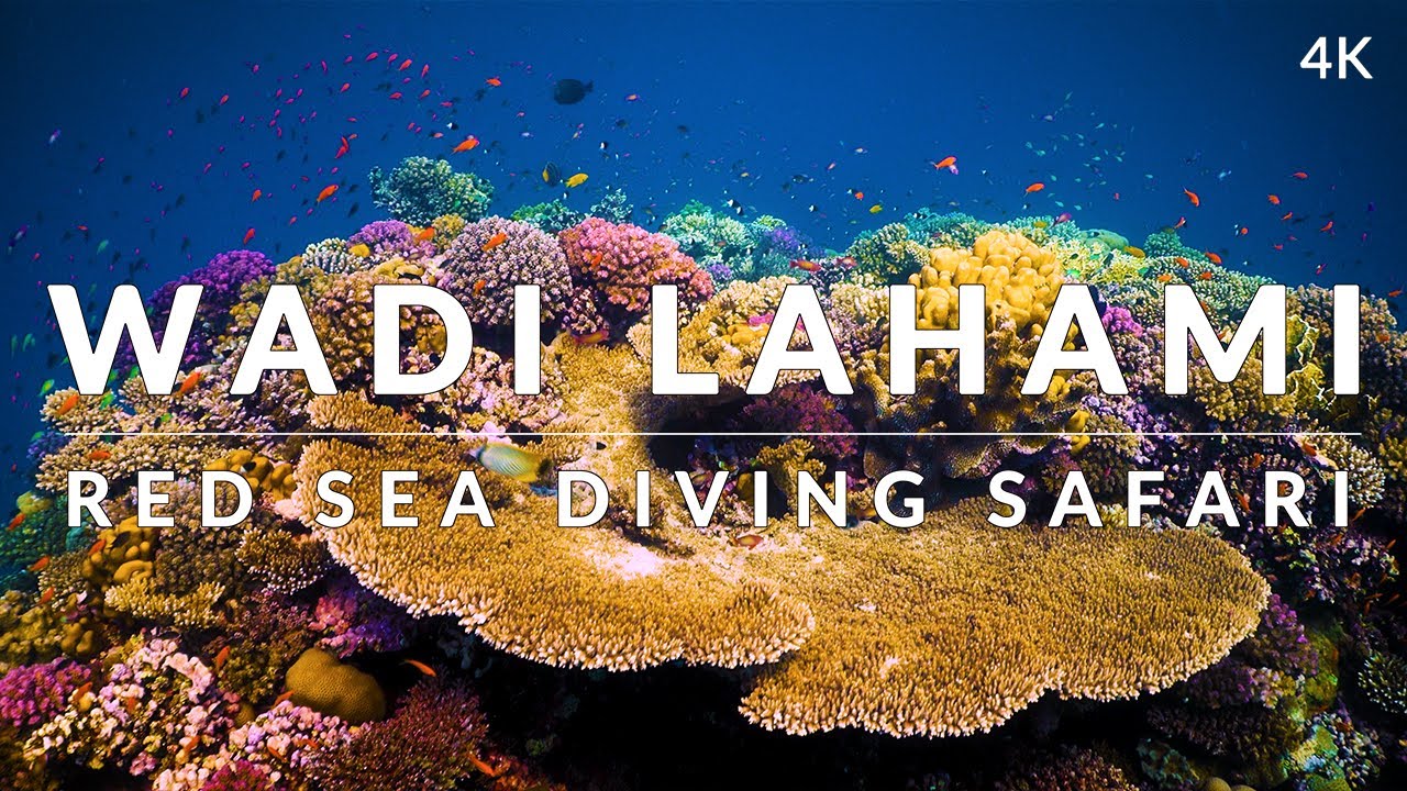 This is Wadi Lahami Fury Shoals 4k   Red Sea Diving Safari