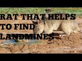 Top 5 animals that helps humans  aghilan thinker  at 