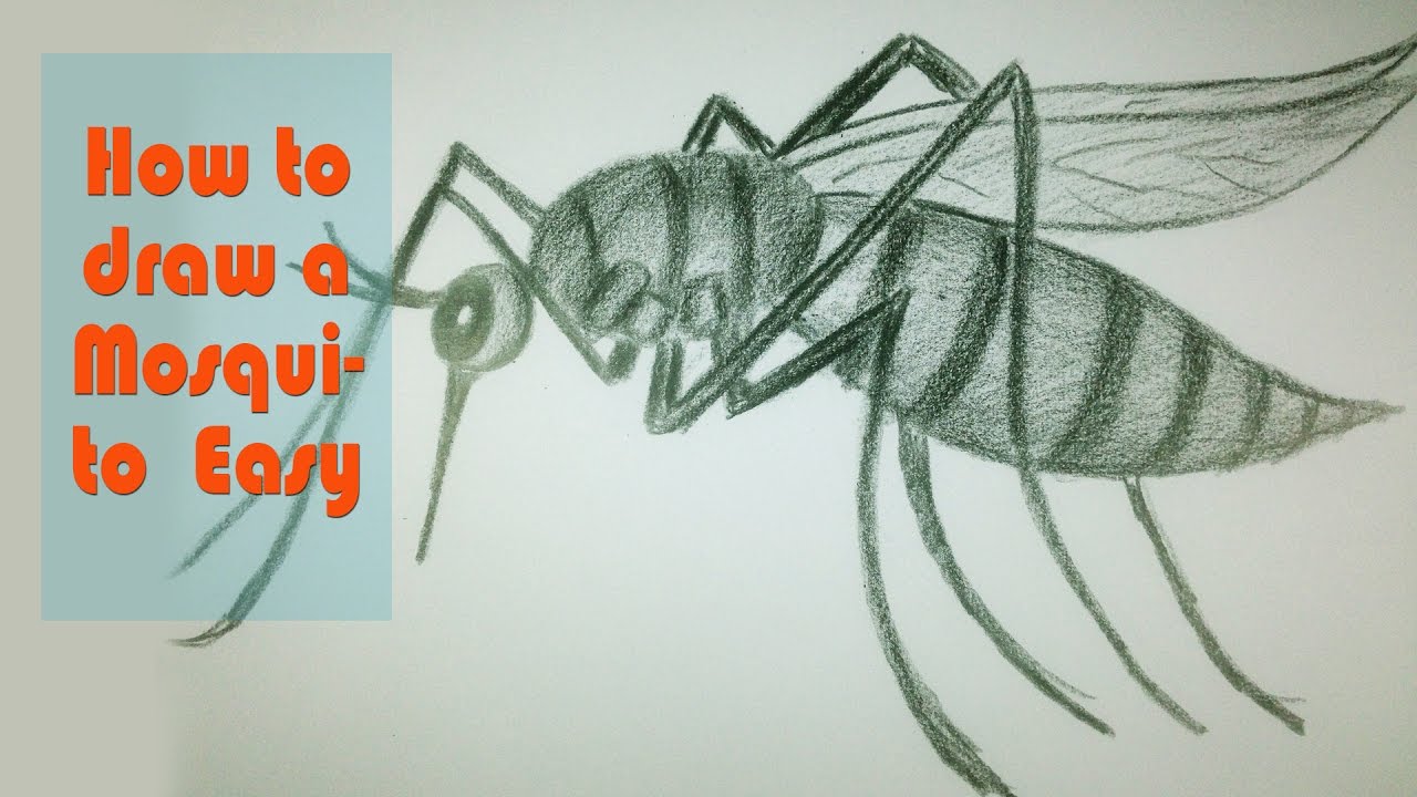 How to draw a Mosquito Easy - Drawing Animal art for kids - YouTube