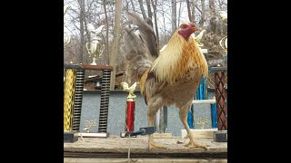 mountainsidebluegamefowl #gamefowl