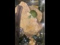 Monday motivation. #monday #turtle #slowmo #motivation #animalshorts