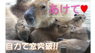 カピバラのぞき見大成功　お部屋の中が見たくて、窓を自力で開ける子カピバラ。伊豆リゾートヴィラのカピバラは、果敢にも挑戦します！