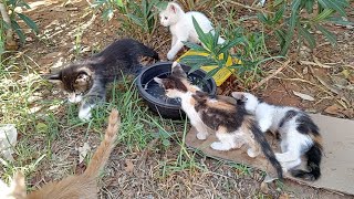 The Island of Abandoned Kittens by cute 967 views 7 months ago 6 minutes, 4 seconds