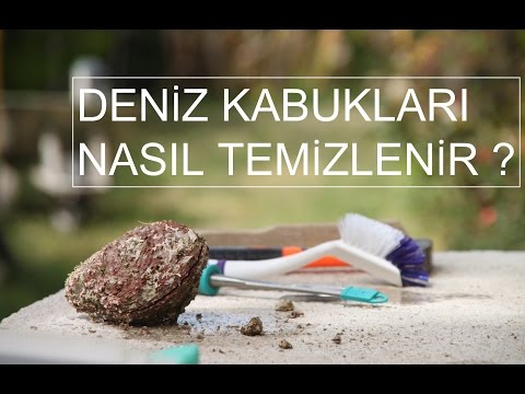 Deniz Kabukları Nasıl Temizlenir? How to Clean Seashells?