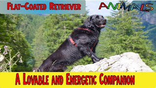 Animals video | Facts about FlatCoated Retriever | facts about animals | kids video | general video