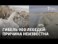 Почему массово гибнут лебеди озера Караколь?