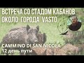 Встреча со стадом кабанов около г. Vasto. 12 день маршрута Cammino di San Nicola.