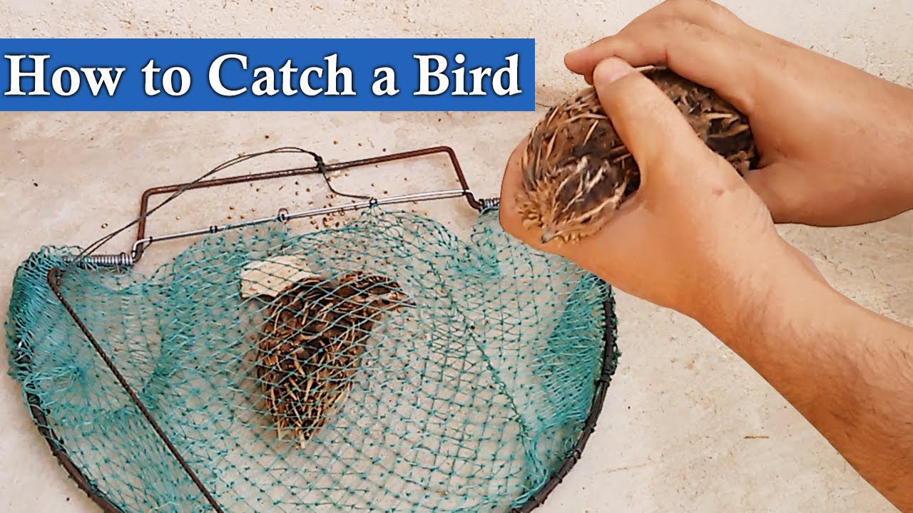 How to Catch a Bird using Best Bird Trap 