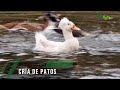 Cría de patos - TvAgro por Juan Gonzalo Angel Restrepo